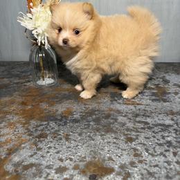 Blitzen - Cream male Pomeranian puppy in Sandia, Texas from Broken Arrow Poms