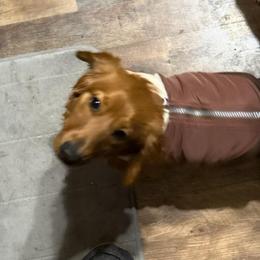 George - Dachshund