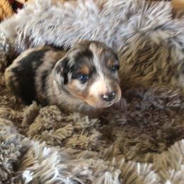 Girl 1 - Blue merle female Australian Shepherd puppy in Drumore, Pennsylvania from Susquehannock Aussies
