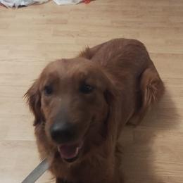 Kindle - Golden Retriever