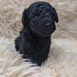 Poodle Puppies from Moonrise Poodles