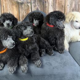 Poodle puppies from Tribal Poodles