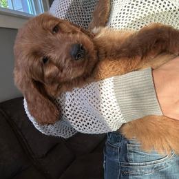 Hazelnut - Red  female Goldendoodle puppy in Warren, Michigan from Annette Patterson