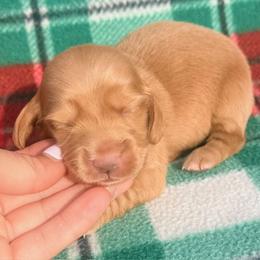 Sophie - Red female Dachshund puppy in Chelsea, Oklahoma from Elite Puppies of Oklahoma, LLC