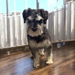Lily - Miniature Schnauzer