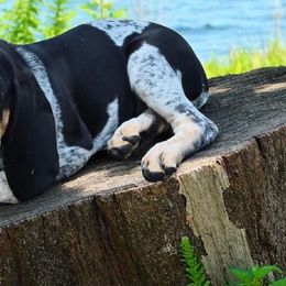 Bluetick Coonhounds and Griffon Bleu de Gascognes from Holcomb's Hounds