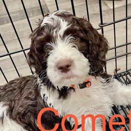 Comet (Orange collar) - Springerdoodle puppy from SpringerDoodles at the Beach