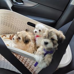 Havanese Puppies from Sweet Southern Havanese