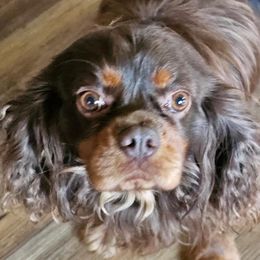 CHEWIE - Cavalier King Charles Spaniel