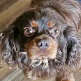 CHEWIE - Cavalier King Charles Spaniel