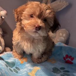 Boy 2 - Red male Havanese puppy in East Lansing, Michigan from VanCort's Happy Havanese