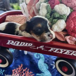 Pixie - Parti female Yorkshire Terrier puppy in Tacoma, Washington from Anks Toys Yorkshire terriers