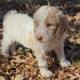 Sugar Cookie - Parti female Goldendoodle puppy in Arlington, Texas from Chambers Doodle Patch