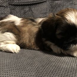Shih Tzu Puppies from Moore Shih Tzus