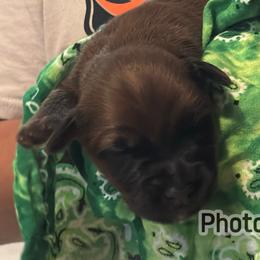 Marco - Wheaten male Soft Coated Wheaten Terrier puppy in Gladewater, Texas from Felicias Swheaties