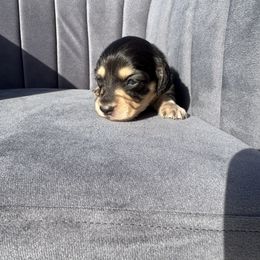 Tuna - 2000 - Black and cream female Dachshund puppy in Knoxville, Tennessee from East TN Dachshunds