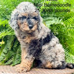 Boy 6 - Tri-color male Bernedoodle puppy in Montrose, Michigan from Livy’s Doodles