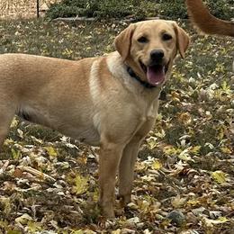 Labrador Retrievers from Theresa Rhodes