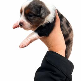 Toy Australian Shepherd Puppies from Itty Bitty Aussies