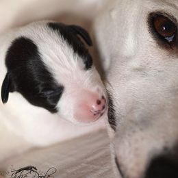 Whippet Puppies from Aperture Whippets