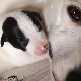 Whippet Puppies from Aperture Whippets
