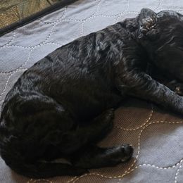 Casey - Black female Goldendoodle puppy in Kansas City, Missouri from Poppy's Doodles