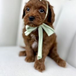 Goldendoodle Puppies from Cotton Country Doodles