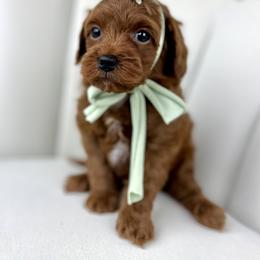 Goldendoodle Puppies from Cotton Country Doodles