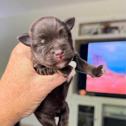 Shiraz Liver tan - Liver male Miniature Schnauzer puppy in Temple, Texas from Schnauzers Of Taylor