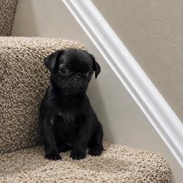 Sissy Bits - Black female Pug puppy in Cincinnati, Ohio from Pugs513