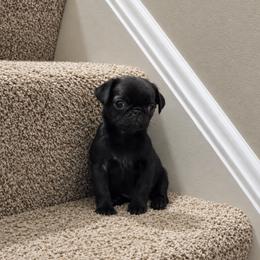 Sissy Bits - Black female Pug puppy in Cincinnati, Ohio from Pugs513