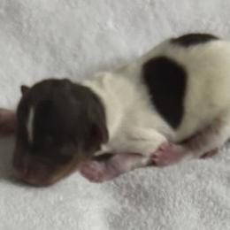Anna AKC - Chocolate, tan and white female Yorkshire Terrier puppy in Labelle, Florida from Chocolate and Parti Yorkies in Florida