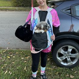 Little Blue - Blue merle male Miniature American Shepherd puppy in Irvington, Kentucky from TimberRidge