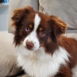 Shasta - Toy Australian Shepherd