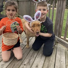 Beth - Labrador Retriever