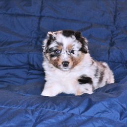 Patch - Blue merle female Australian Shepherd puppy in Courtland, Alabama from 5R Farms