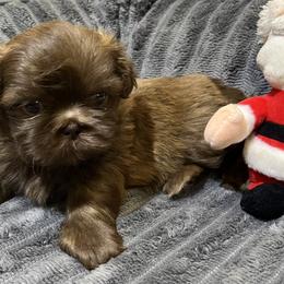 Shih Tzu Puppies from Hilltop Shih Tzus