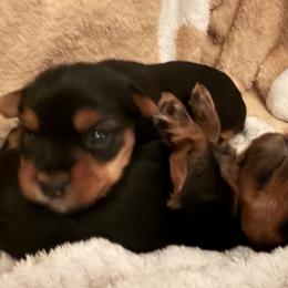 Yorkshire Terriers from Nina Esmaeili