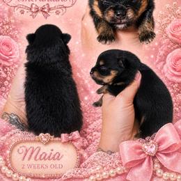 Maia - Black and tan female Pomeranian puppy in Oologah, Oklahoma from GG's Pomeranians