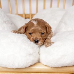 Brandy - Red Maltipoo puppy in Gastonia, North Carolina from Little Toy Poodles