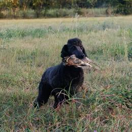 Decoy - Poodle