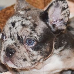 "Tri Female Blue Eyes" French Bulldog Puppies from Diamond Trixies French Bulldogs