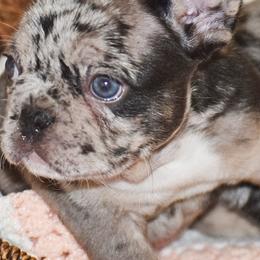 "Tri Female Blue Eyes" French Bulldog Puppies from Diamond Trixies French Bulldogs