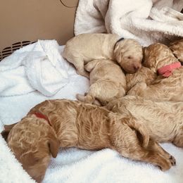 "Chinas current litter" Poodle Puppies from Country Road Homestead