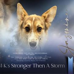 Jasmine - Pembroke Welsh Corgi