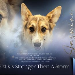 Jasmine - Pembroke Welsh Corgi