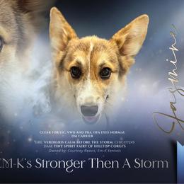 Jasmine - Pembroke Welsh Corgi