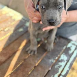 Boy 7 - Gray male Cane Corso puppy in Granbury, Texas from Revolutions Kennel