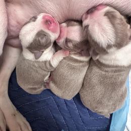 Boston Terrier Puppies from Designers Boston Terriers