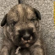 Yellow Collar Girl - Standard Schnauzer puppy from Beaucoup Standard Schnauzers
